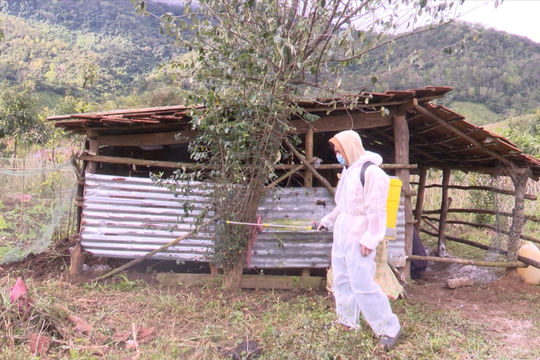 Kon Tum: Tăng cường cán bộ, vật tư khống chế ổ dịch bệnh lở mồm long móng trên trâu, bò