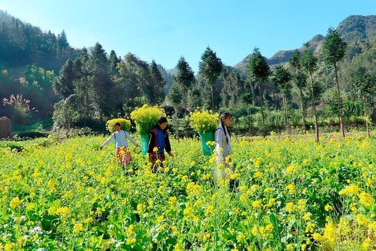 Mèo Vạc mùa hoa cải