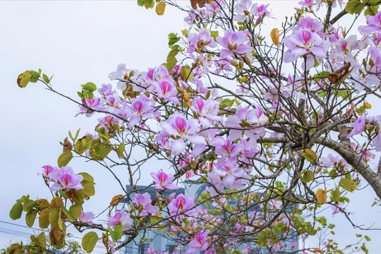 Xao xuyến mùa hoa ban...