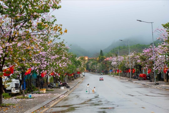 A Lưới mùa hoa ban nở