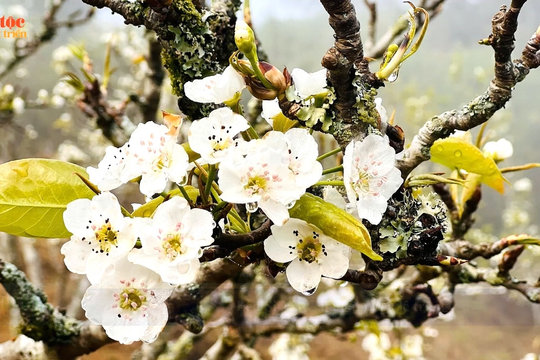 Lên Si Ma Cai ngắm hoa lê trắng