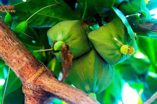Cây bàng Côn Đảo