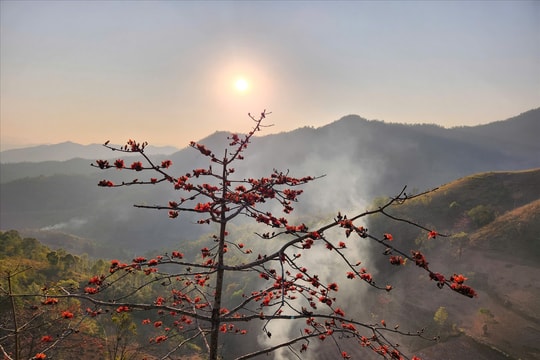 Sắc hoa mộc miên trên Cao nguyên đá Đồng Văn