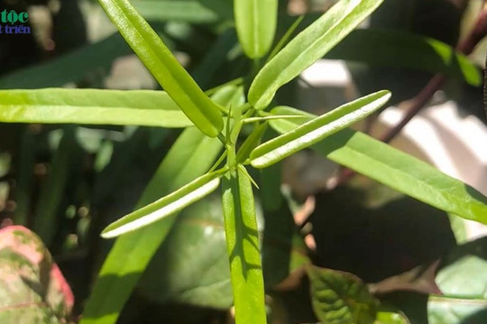 Lợi ích của vị thuốc xáo tam phân trong hỗ trợ trị ung thư