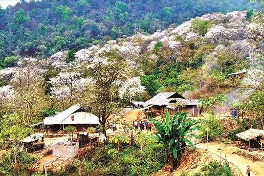 Đằm thắm hoa ban