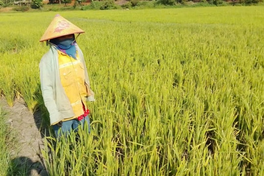 Nhiều diện tích lúa nước của đồng bào Bru Vân Kiều có nguy cơ mất trắng vì khô hạn