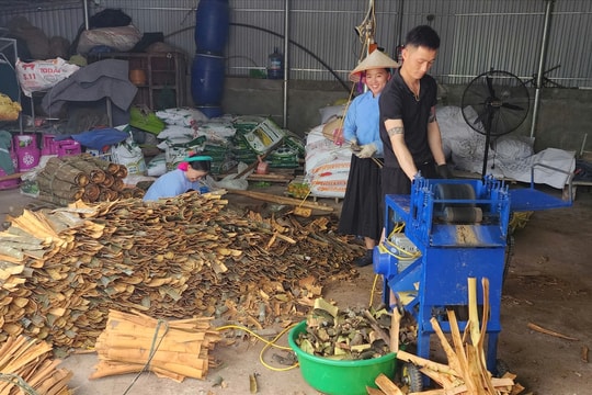 Mùa quế trên rẻo cao Bình Liêu