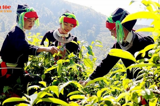 Kết nối tinh hoa của núi rừng