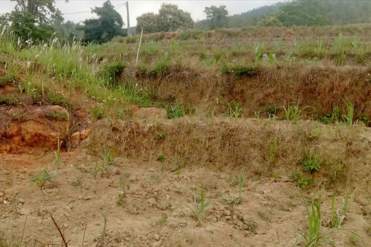 Nông dân vùng cao Bình Liêu “đứng ngồi không yên” vì thiếu nước sản xuất