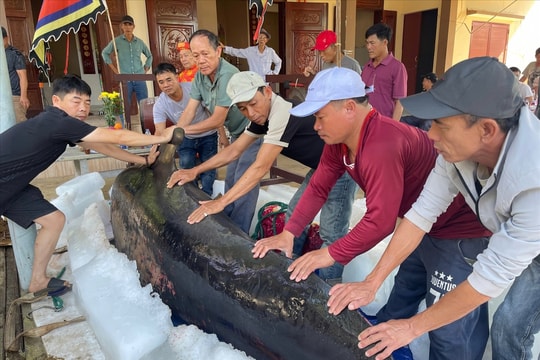 Quảng Ngãi: Ngư dân an táng cá voi trôi dạt vào bờ theo nghi lễ truyền thống