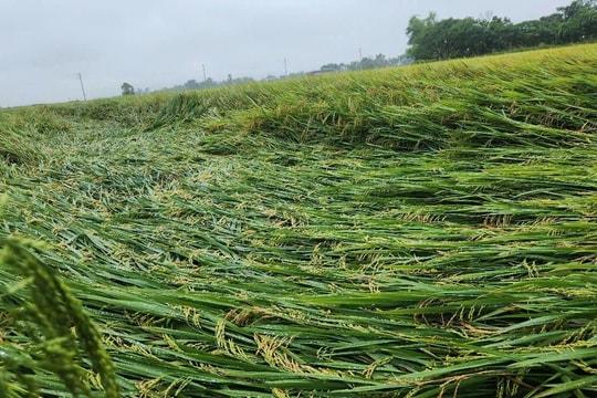 Mưa lớn làm thiệt hại về người và tài sản ở một số địa phương