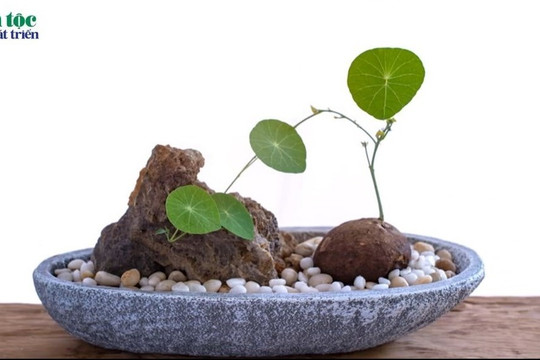 Củ bình vôi - Vị thuốc quý từ thiên nhiên