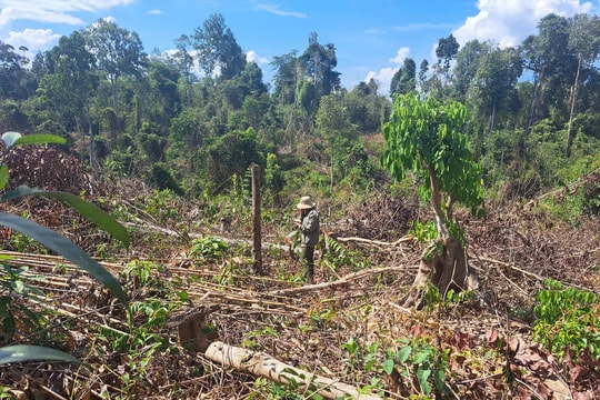 Kon Tum: Ban Nội chính Tỉnh ủy đề nghị Huyện ủy Ia H’Drai báo cáo vụ phá gần 1ha rừng