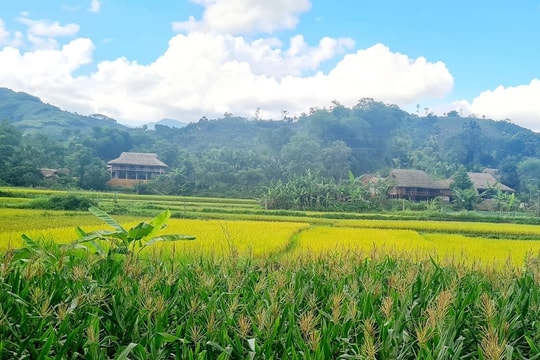 Xã Nghĩa Đô (Lào Cai): Hiệu quả từ đa dạng hóa sinh kế nâng cao thu nhập cho người dân