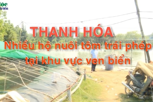 Thanh Hóa: Nhiều hộ nuôi tôm trái phép tại khu vực ven biển
