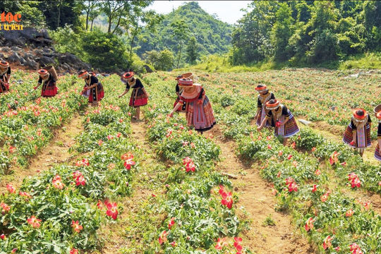 Ươm mầm Bố chính trên đất chè