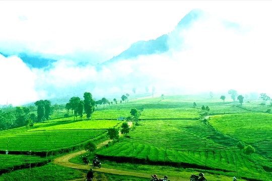 Vẻ đẹp đầy mê hoặc của đồi chè Tân Uyên
