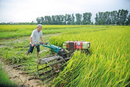 Hàng ngàn ha lúa Xuân ở Nghệ An lép hạt: Ngành Nông nghiệp và Môi trường Nghệ An khuyến cáo gì?