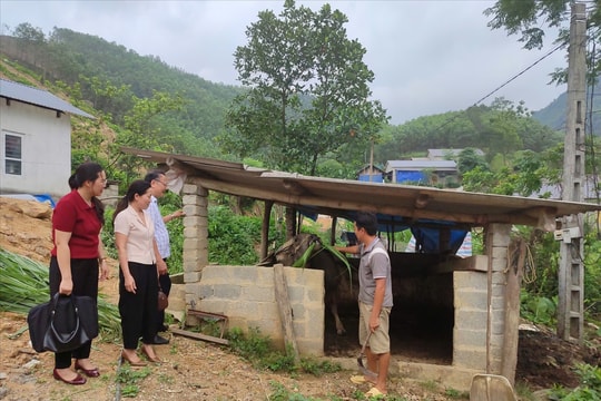 Trao “cần câu” cho người nghèo: Hướng đi bền vững từ mô hình hỗ trợ trâu sinh sản