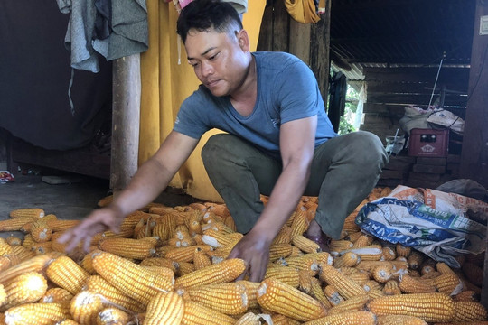 Trưởng thôn "hai giỏi" người Pa Cô