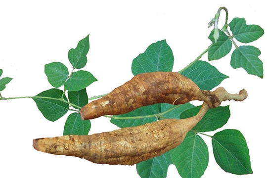 Phương pháp trồng sắn dây cho năng suất cao