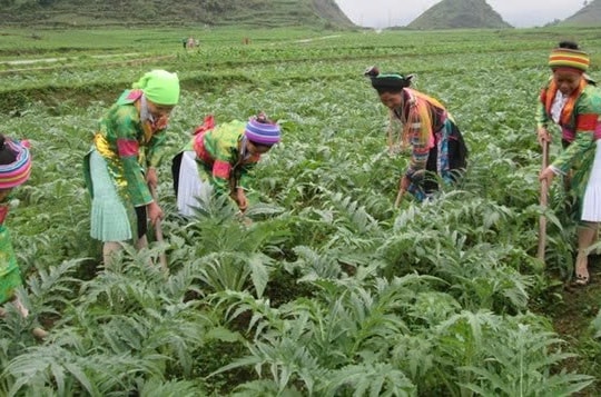 Sinh kế từ cây dược liệu: Khai thác tiềm năng (Bài 1)