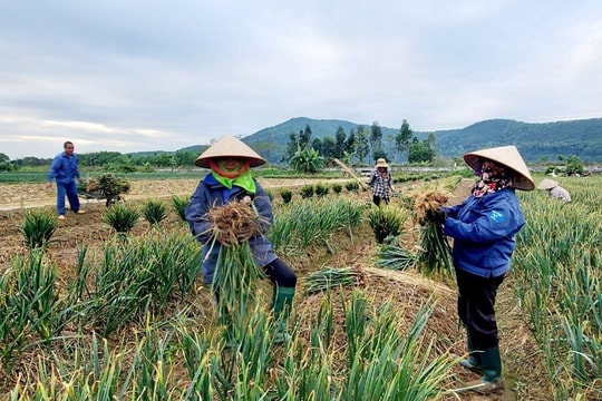 Hành và tỏi Kinh Môn - tinh hoa từ đất, niềm tự hào vùng miền