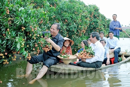 Cây vải tổ Thanh Hà – "nhân chứng sống" hơn 150 năm tuổi