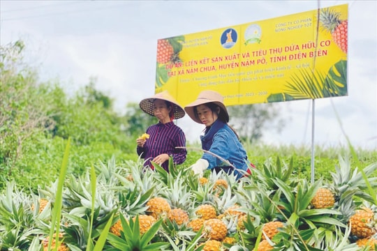 Phát triển sản xuất theo chuỗi giá trị để nâng cao đời sống đồng bào DTTS