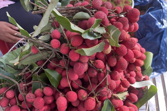 Qủa của rừng