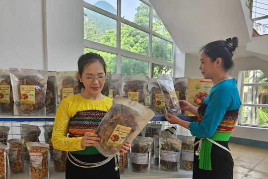 Măng rừng xứ Thanh: Từ món ăn dân dã đến sản phẩm OCOP