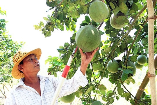 Vùng đồng bào DTTS tỉnh Ninh Thuận vươn mình phát triển