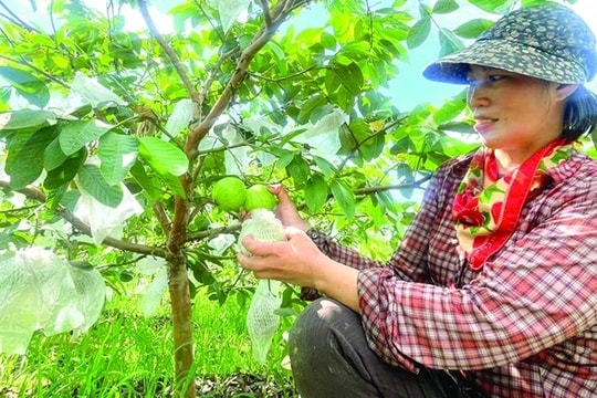 Quả ngọt trên những vùng đất đồi núi xứ Thanh