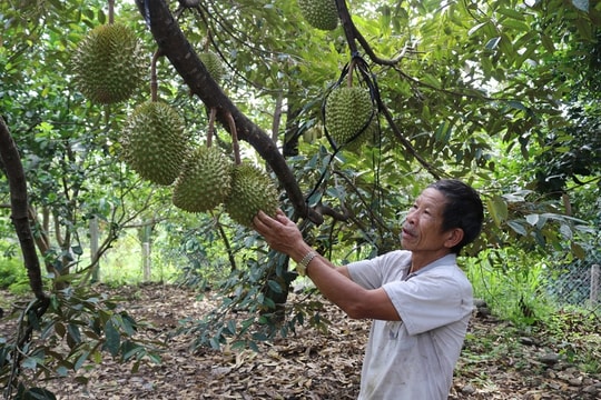 Ninh Thuận: Phát triển vùng trồng cây ăn quả giá trị cao