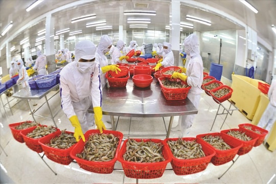 Hướng đi bền vững cho ngành tôm Việt