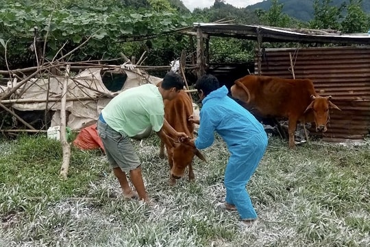 Quảng Ngãi: Chưa được tiêm phòng vắc xin, nhiều gia súc nghi mắc bệnh lở mồm long móng