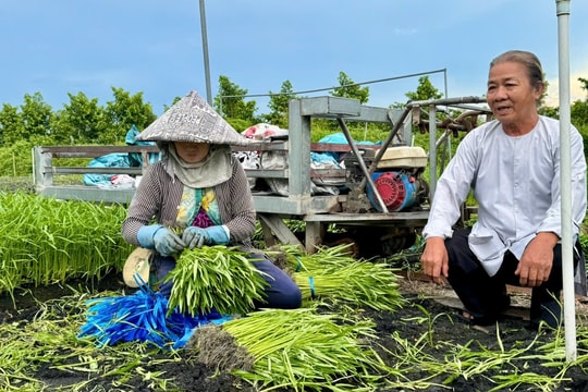 Ông Tám "Hòa Hảo" – Người gieo mầm từ bi và thịnh vượng ở Ô Môn