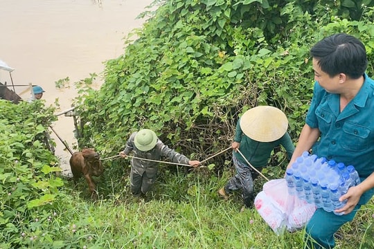 Giải cứu thành công đàn bò mắc kẹt giữa bãi bồi sông Lam