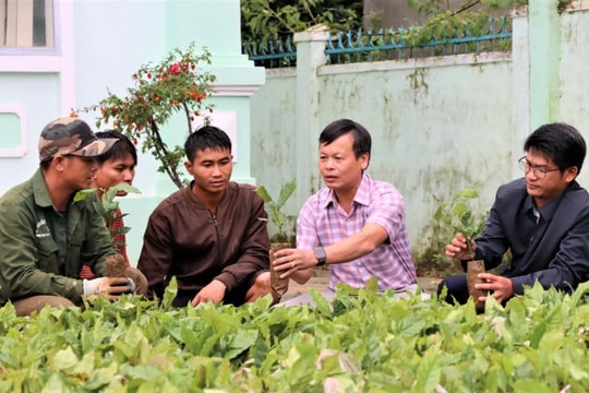 Quảng Ngãi: Xã vùng cao Đại hội, tiếp nhận hơn 130 ngàn cây giống tặng đồng bào Xơ Đăng nghèo
