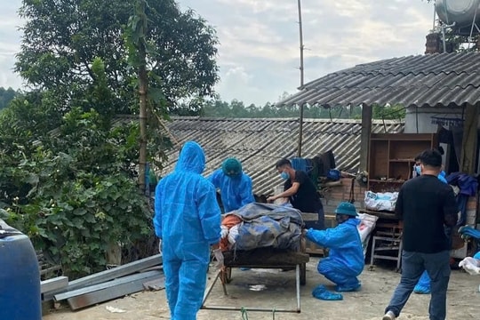 Phú Thọ: Dịch tả lợn châu Phi lan rộng  64 xã, phường, 25 xã đã công bố dịch