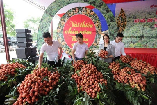 Trái vải thiều Việt Nam trên kệ hàng quốc tế