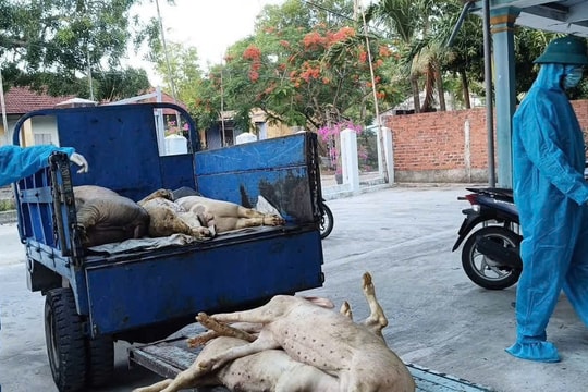 Đà Nẵng: Chủ tịch xã, phường chịu trách nhiệm nếu dịch tả lợn lan rộng