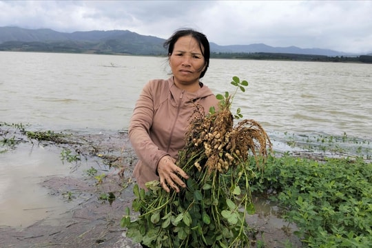 Hoa màu bị ngập úng, UBND xã Đăk Hà phát văn bản đề nghị thủy điện điều tiết nước hồ chứa