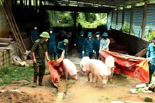 Dịch tả lợn châu Phi:  Một số dấu hiệu nhận biết thịt lợn bị nhiễm bệnh