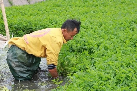 Nông dân chủ động chuyển đổi mô hình canh tác trong mùa mưa lũ