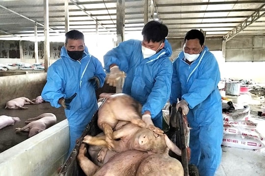 Gần 18.000 con lợn bị tiêu hủy: Dịch tả lợn châu Phi lan rộng tại Tuyên Quang