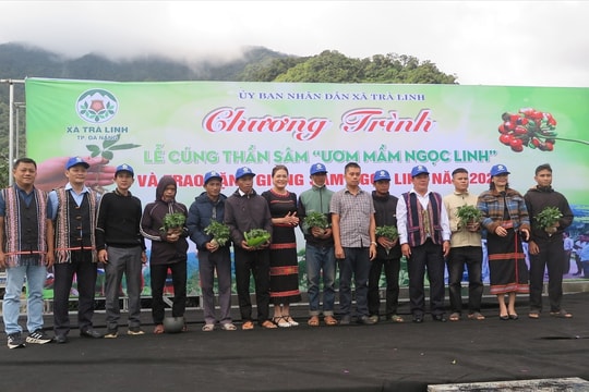Đà Nẵng: Trao hơn 7.000 cây sâm Ngọc Linh giống cho hộ nghèo
