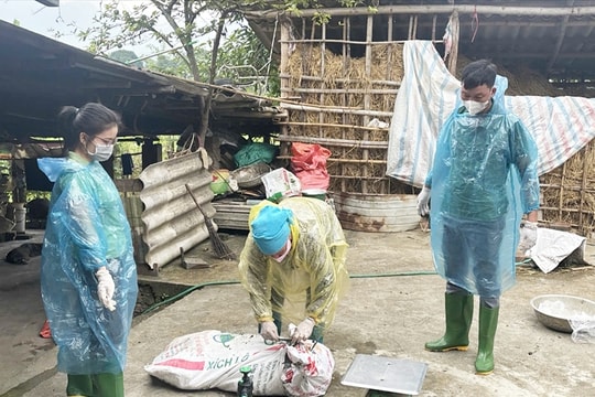 Lào Cai: Quyết liệt các biện pháp phòng, chống dịch tả lợn châu Phi