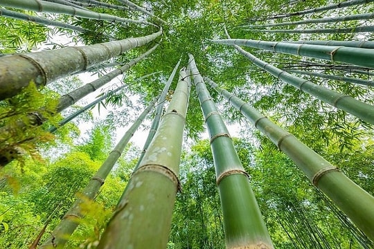 Hướng dẫn kỹ thuật trồng luồng