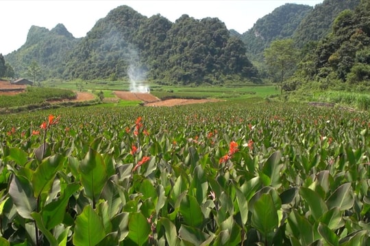 Hỗ trợ phát triển sản xuất theo chuỗi giá trị: Hiệu quả tích cực trong sản xuất nông nghiệp vùng DTTS và miền núi